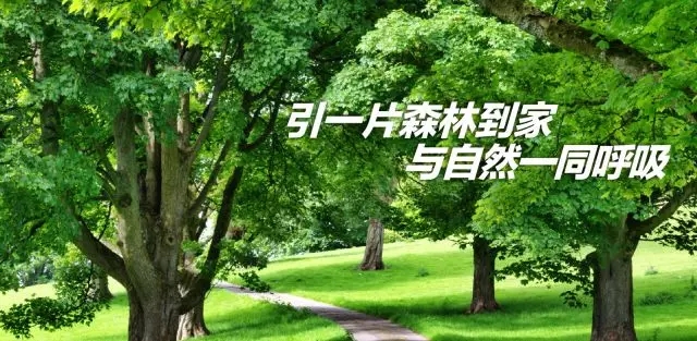 The sale of new products leads to the arrival of a forest. It is a re...